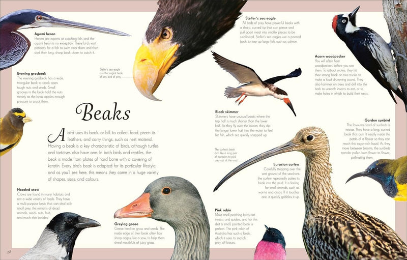An Anthology of Remarkable Bugs: Discover the Hidden Wonders of the Insect World (DK Children's Anthologies) by Jess French - Ages 7+ - Hardback 7-9 DK Children