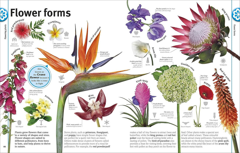 Our World in Pictures: Trees, Leaves, Flowers & Seeds: A visual encyclopedia of the plant kingdom by DK - Non Fiction - Hardback 9-14 DK Children