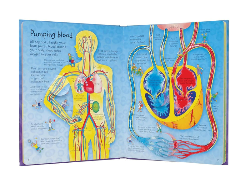 An Usborne Flap Book: See Inside Your Body: With Over 50 Flaps to Lift by Katie Daynes & Colin King - Ages 6+ - Board Book 5-7 Usborne Publishing Ltd