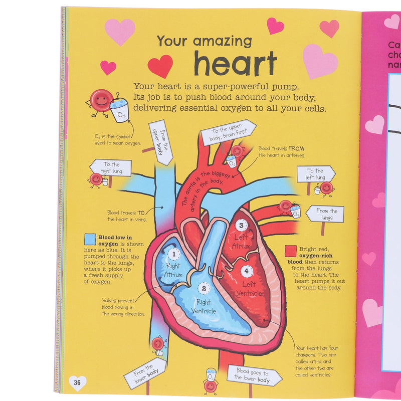 The Fact-Packed Activity Book: Human Body by DK - Ages 5+ - Paperback 5-7 DK