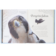 An Anthology of Exquisite Birds: Discover the Beauty of the Avian World (DK Children's Anthologies) by Ben Hoare - Ages 7+ - Hardback 7-9 DK Children