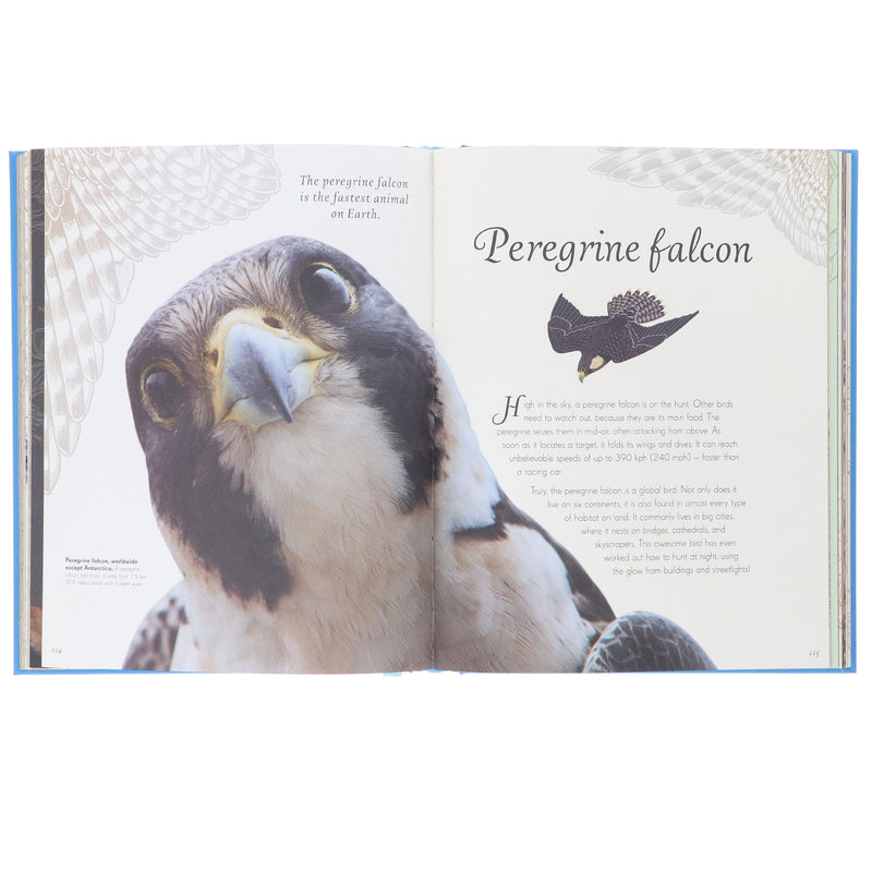 An Anthology of Exquisite Birds: Discover the Beauty of the Avian World (DK Children's Anthologies) by Ben Hoare - Ages 7+ - Hardback 7-9 DK Children