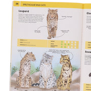 Cats Series by Eliza Jeffery Illustrated 4 Books Collection Set - Ages 4+ - Paperback 3-5 Hungry Tomato Ltd
