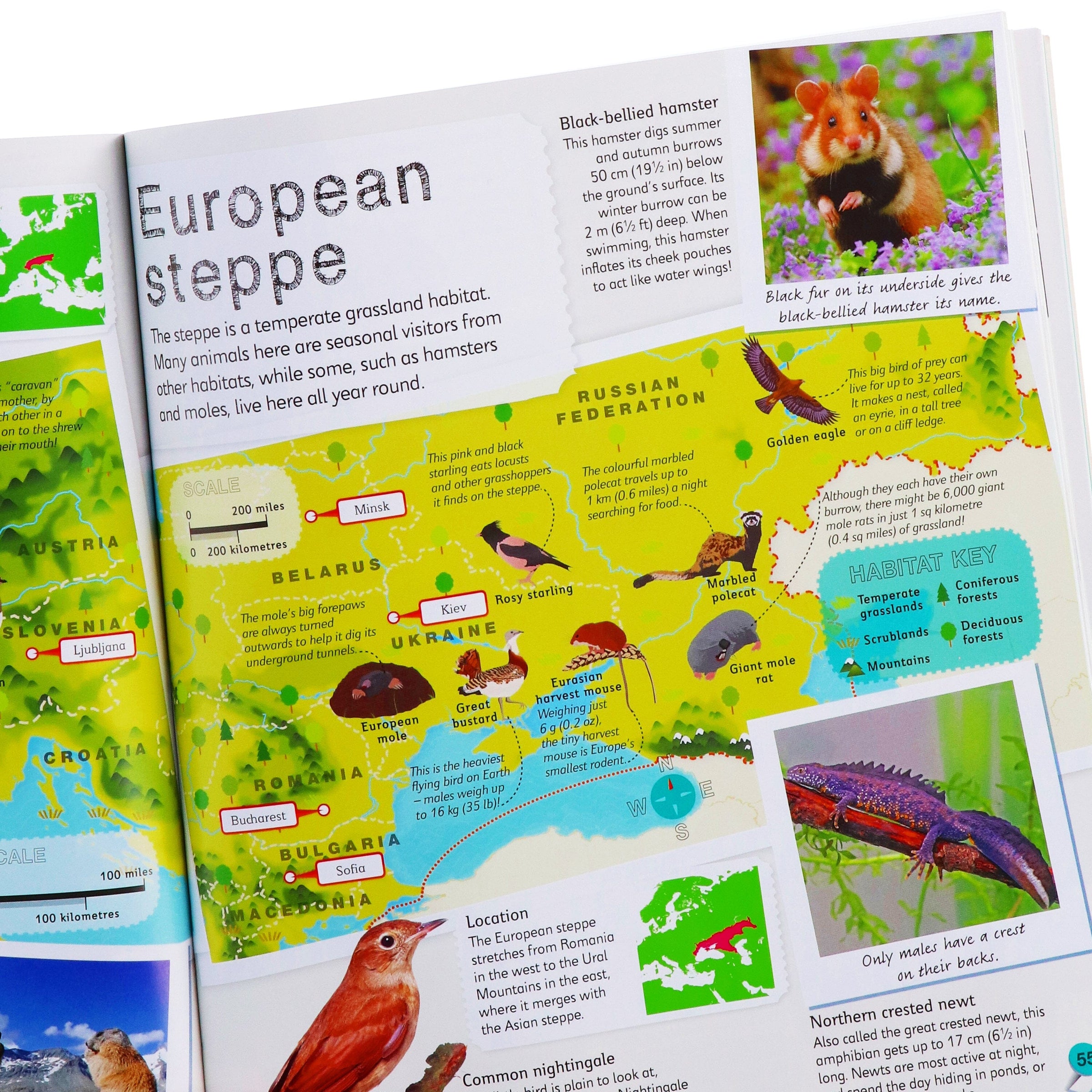 Children's Illustrated Animal Atlas By DK Children - Ages 7-9 - Paperb ...