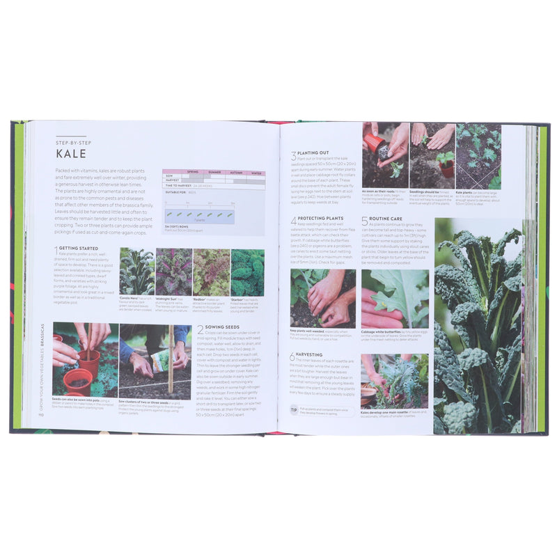 RHS Step-by-Step Veg Patch: A Foolproof Guide to Every Stage of Growing Fruit and Veg by Lucy Chamberlain - Non Fiction - Hardback Non-Fiction DK