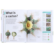 Our World in Pictures: Trees, Leaves, Flowers & Seeds: A visual encyclopedia of the plant kingdom by DK - Non Fiction - Hardback 9-14 DK Children