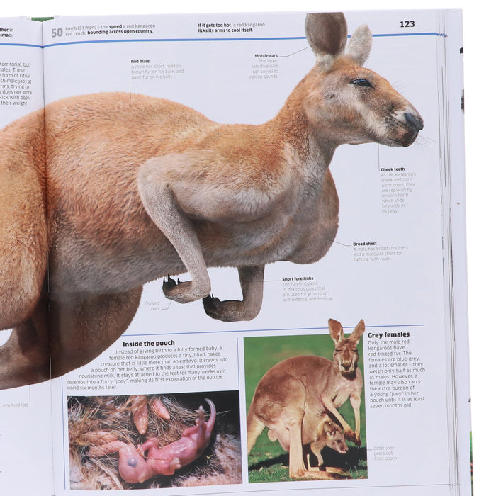 Knowledge Encyclopedia Animal!: The Animal Kingdom As You've Never Seen it Before: by DK - Ages 9+ - Hardback 9-14 DK