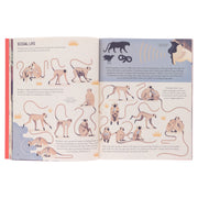 Mad About Monkeys by Owen Davey (About Animals Series) - Ages 7+ - Paperback 7-9 Flying Eye Books