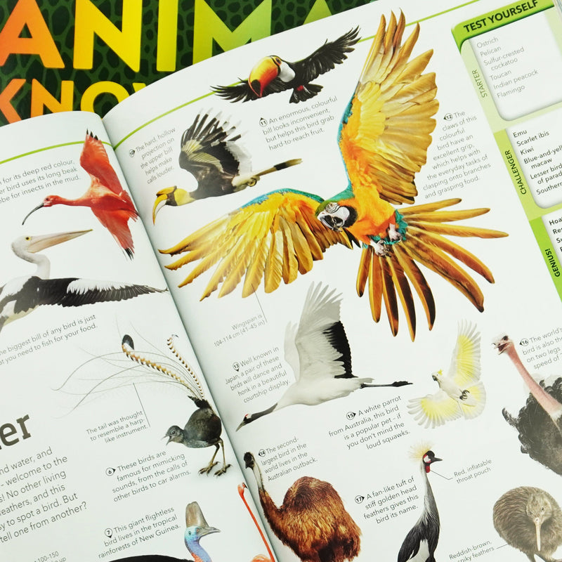 A Quiz Encyclopedia to Boost Your Brain General Knowledge Series by DK: 3 Books Collection Set - Ages 9-12 - Paperback 9-14 DK