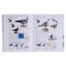 RSPB Complete Birds of Britain and Europe (New Edition) by Rob Hume - Non Fiction - Hardback Non-Fiction DK Children