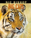 Nic Bishop Big Cats Popular Titles Scholastic Inc.