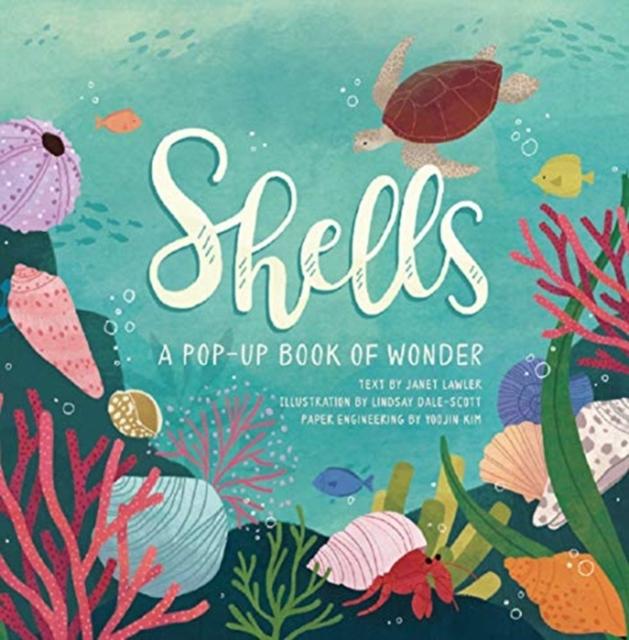 Shells : A Pop-up Book of Wonder Popular Titles Jumping Jack Press