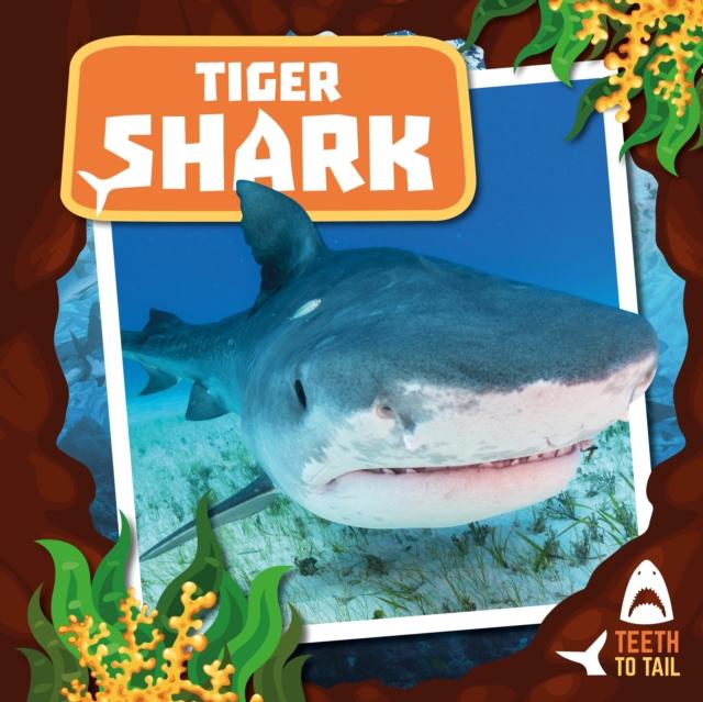 Tiger Shark : Teeth to Tail Popular Titles BookLife Publishing