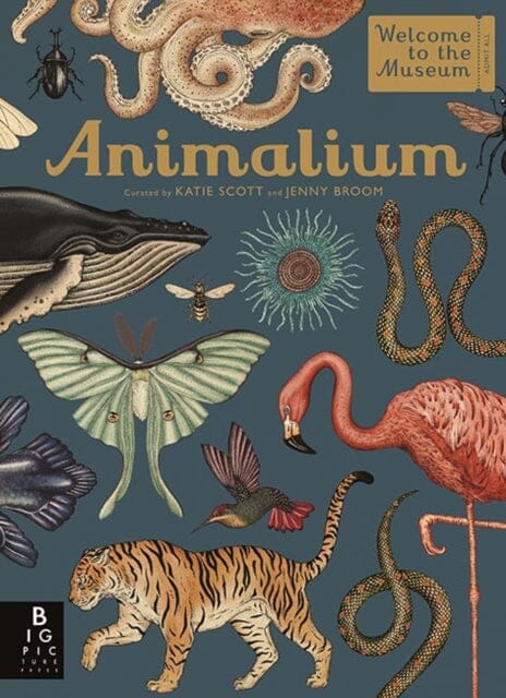 Animalium by Jenny Broom Extended Range Templar Publishing