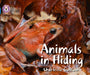 Animals in Hiding : Band 04/Blue Popular Titles HarperCollins Publishers