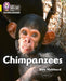 Chimpanzees : Band 03/Yellow Popular Titles HarperCollins Publishers